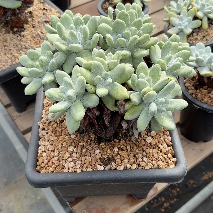 布***猫拇指仙女杯多肉植物