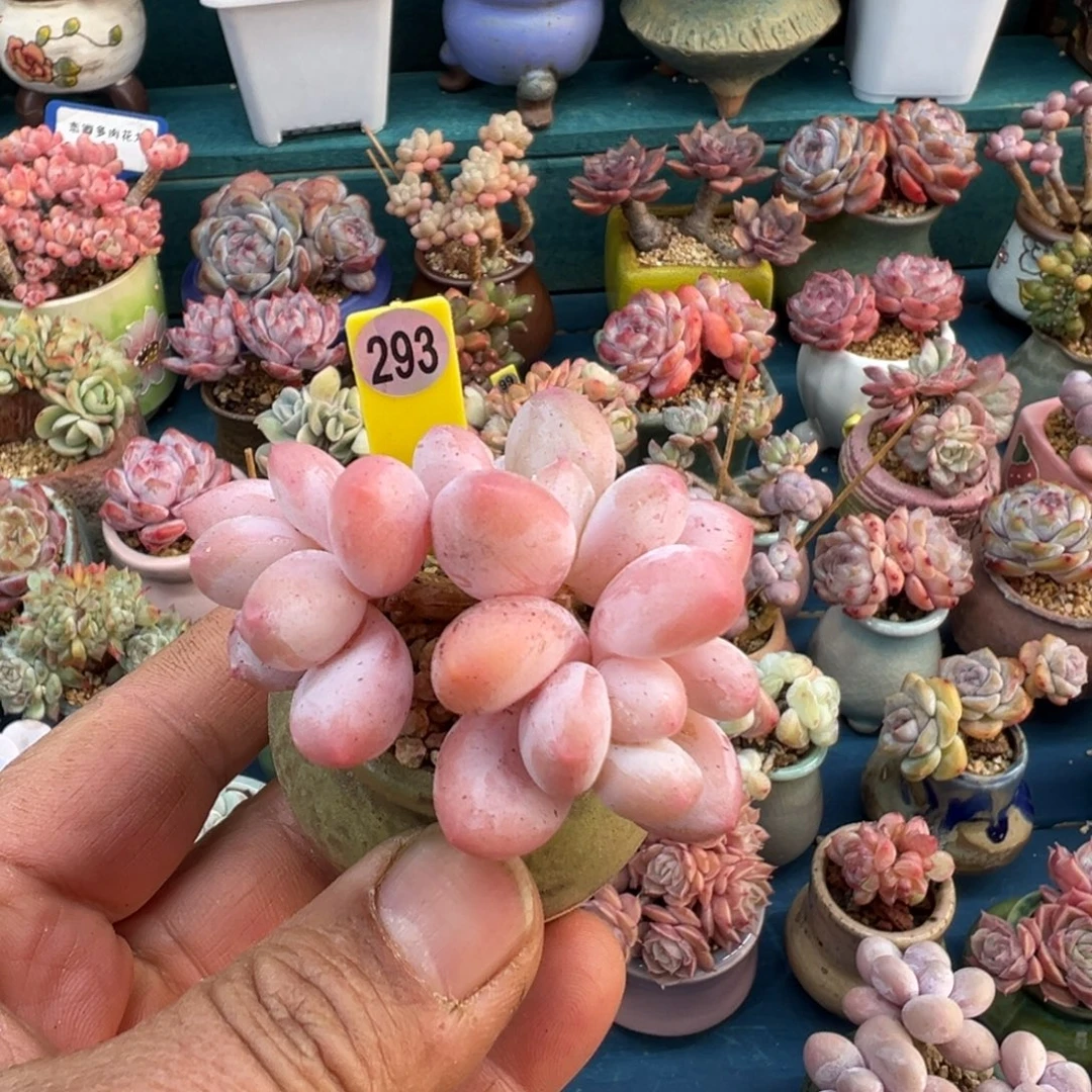 293号香水老桩带盆土发