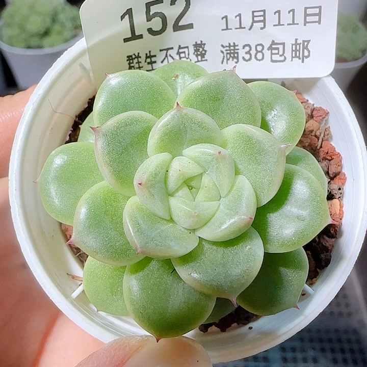 1111-152优选麦杆
