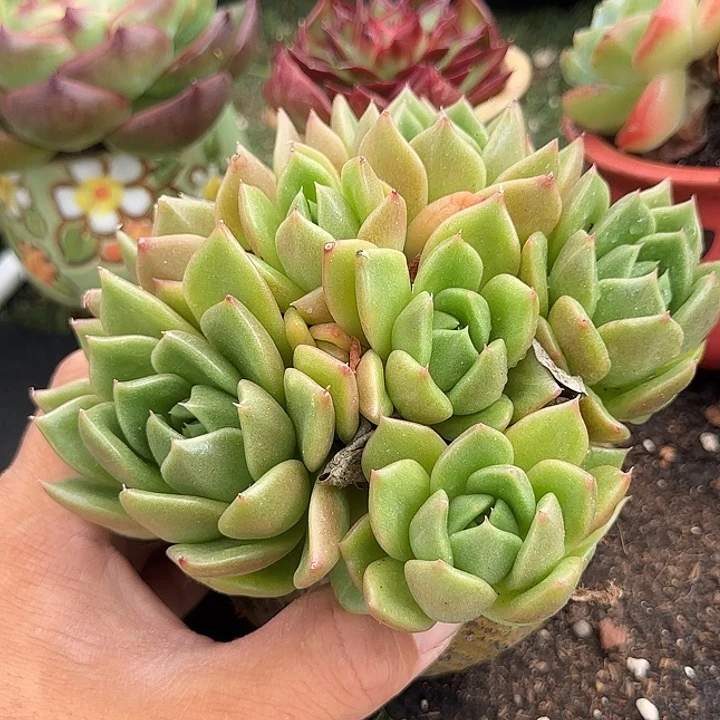 白玫瑰惊鸿一物一拍包装收缩花旱
