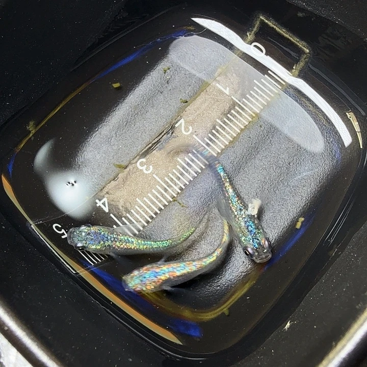 青鳉鱼154号拍品海王星