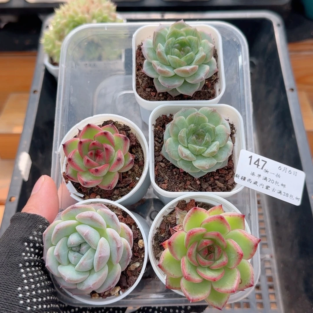 洋****0606-147组合组合