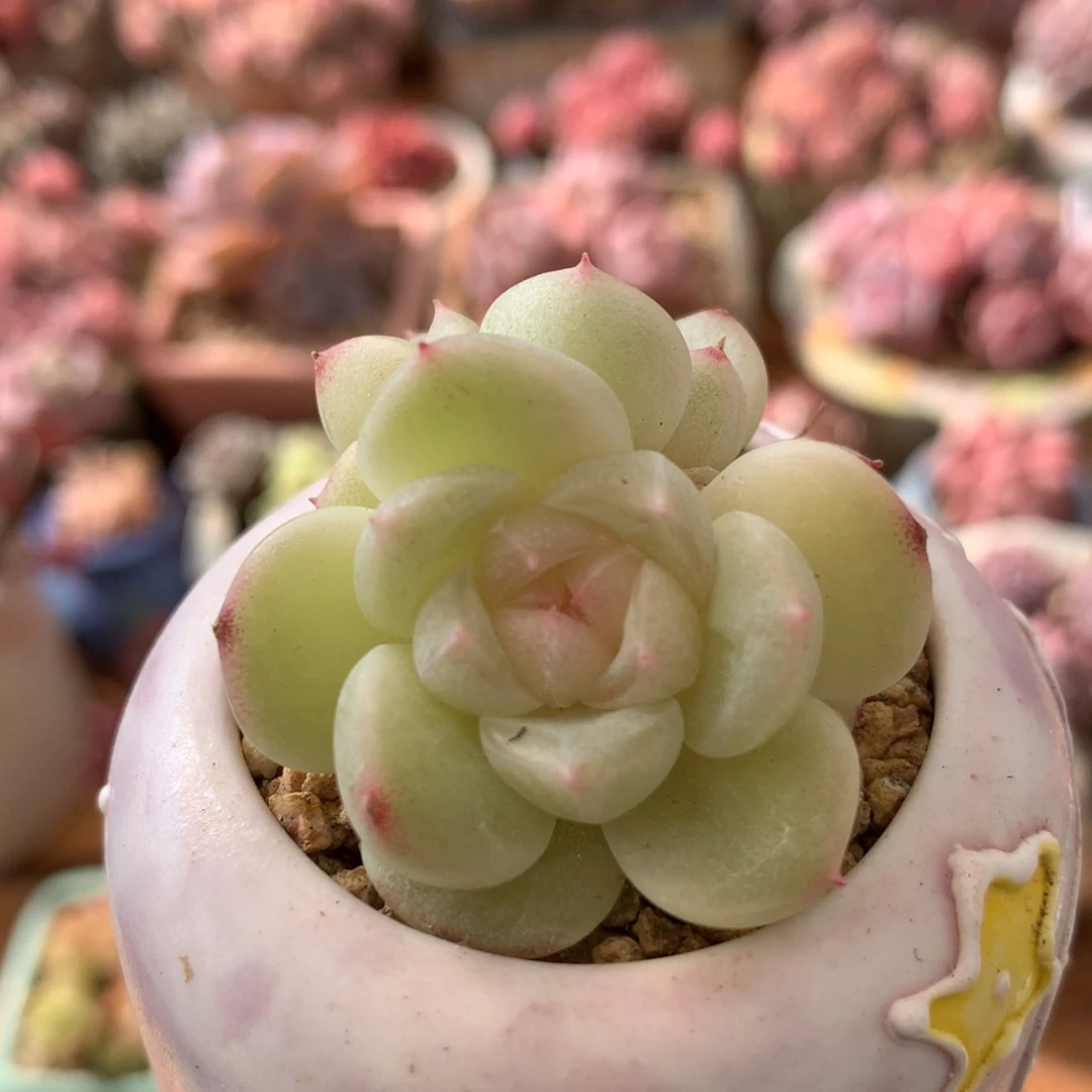 财富密福利一物一拍 037