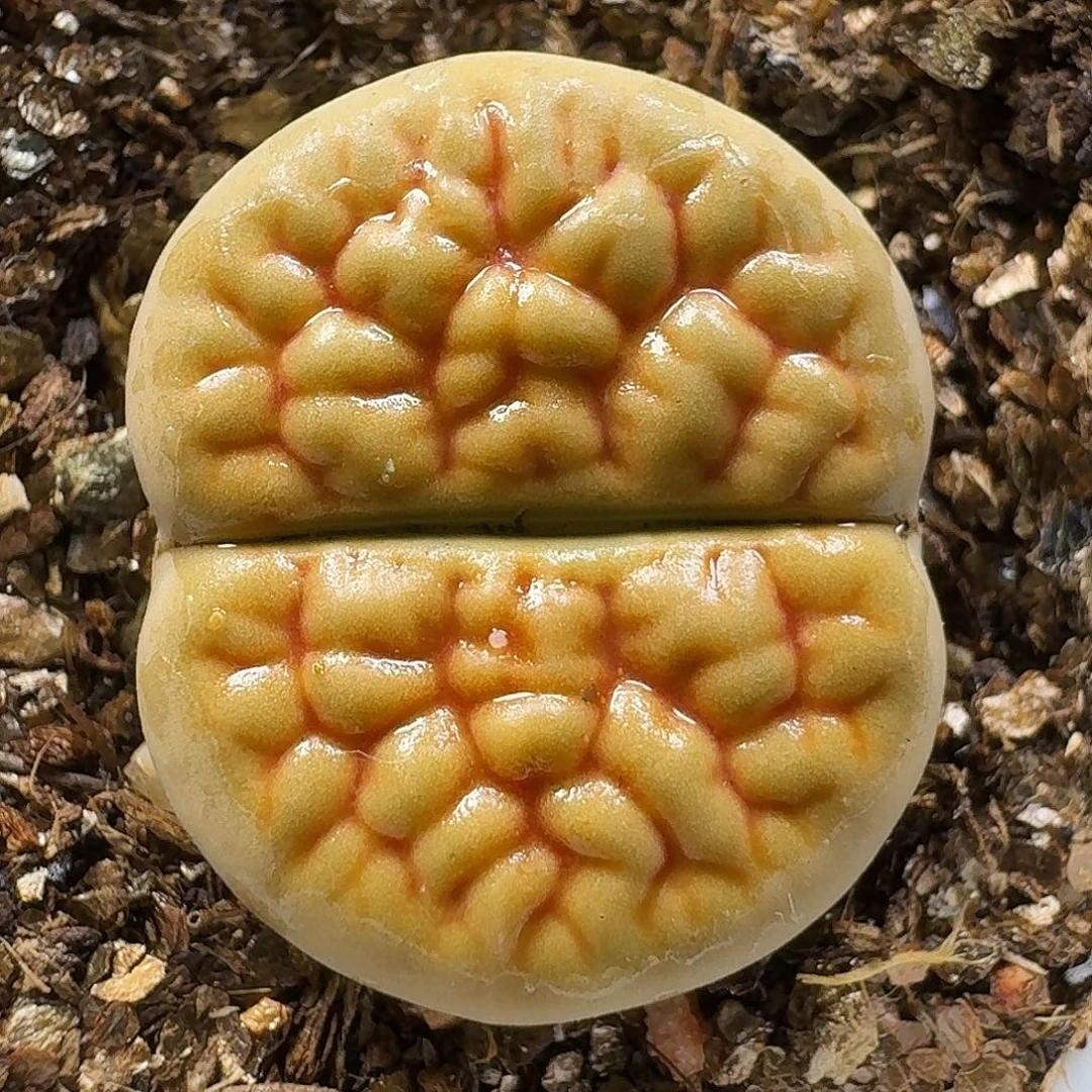生石花11111。  302