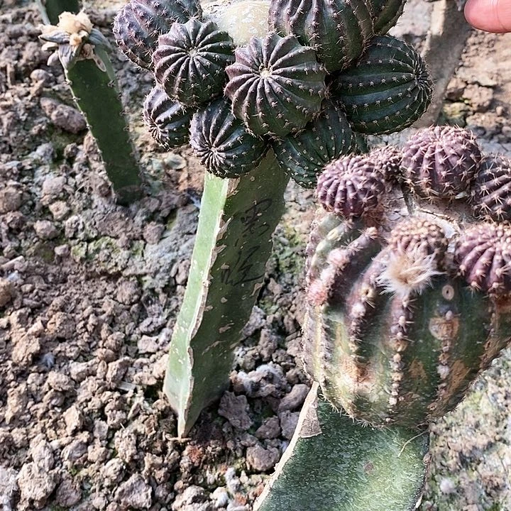 约****诺橙花 黑喉 /侧芽歪20包邮/