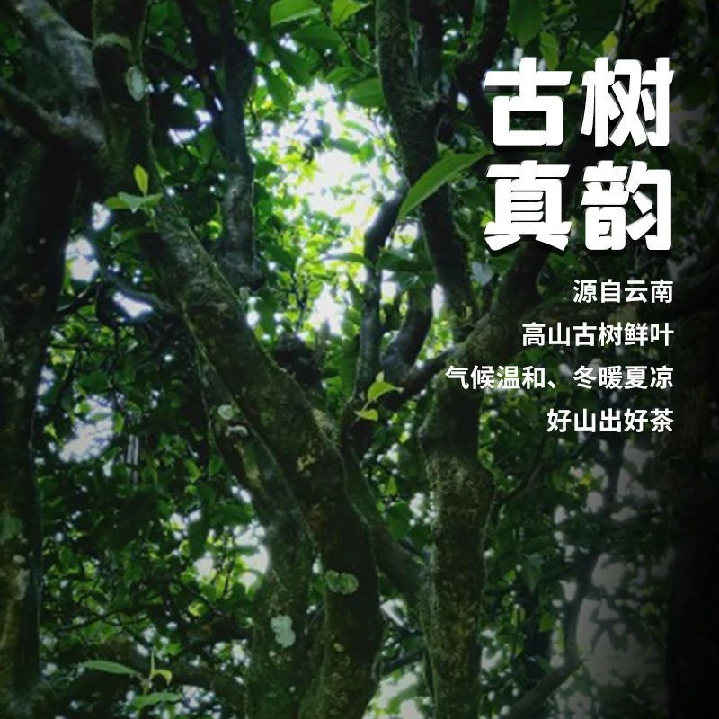 【冷水河】2025年云南普洱茶刮风寨冷水河古树生茶