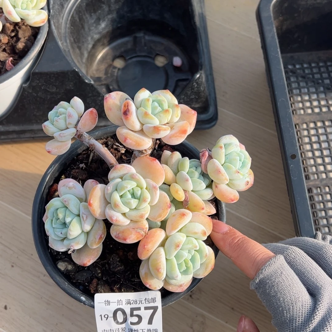 冷香多肉多肉多肉多肉