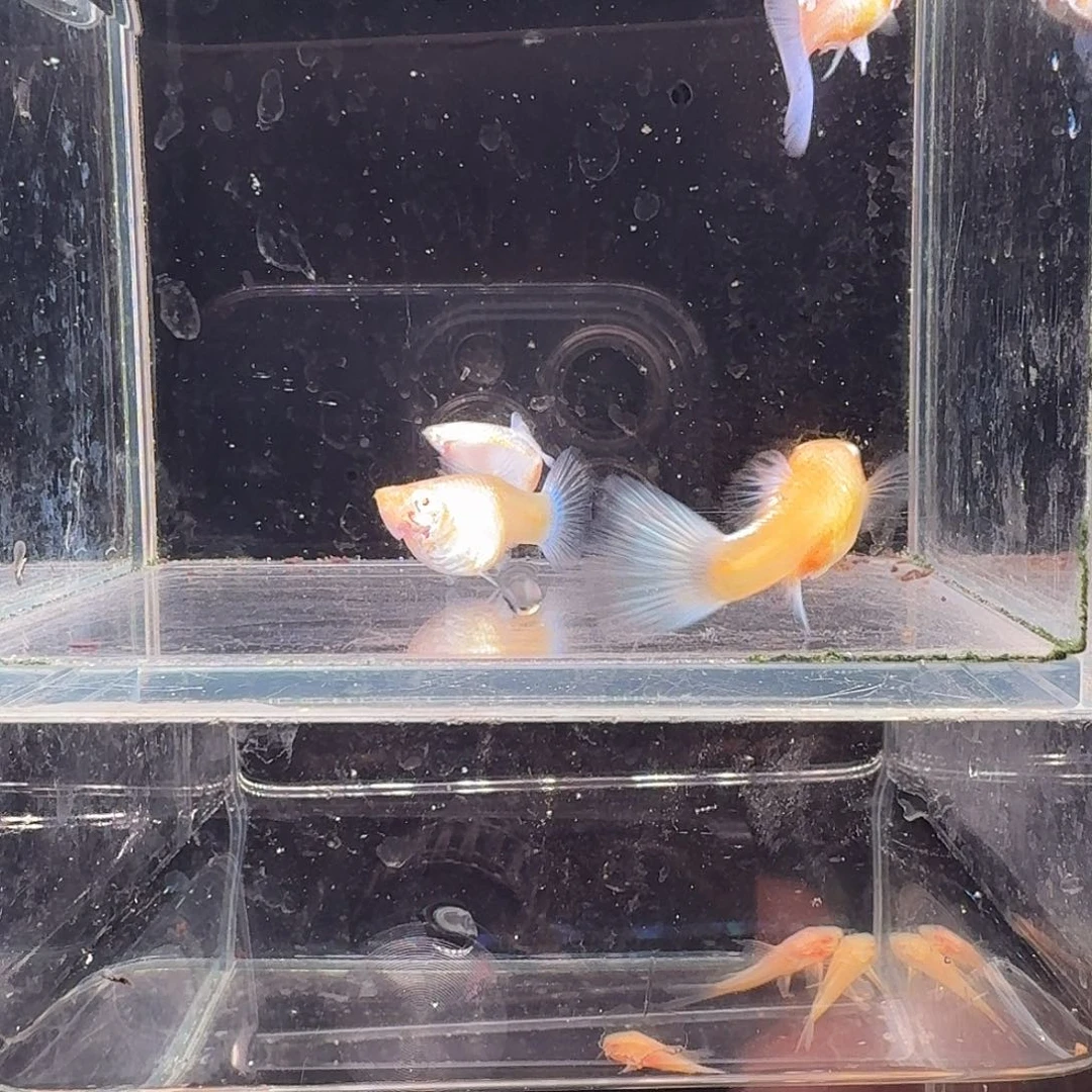 1***3海水鱼蓝白2对孔雀鱼