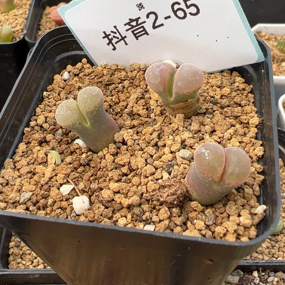 2-65鲑鱼粉风铃多肉