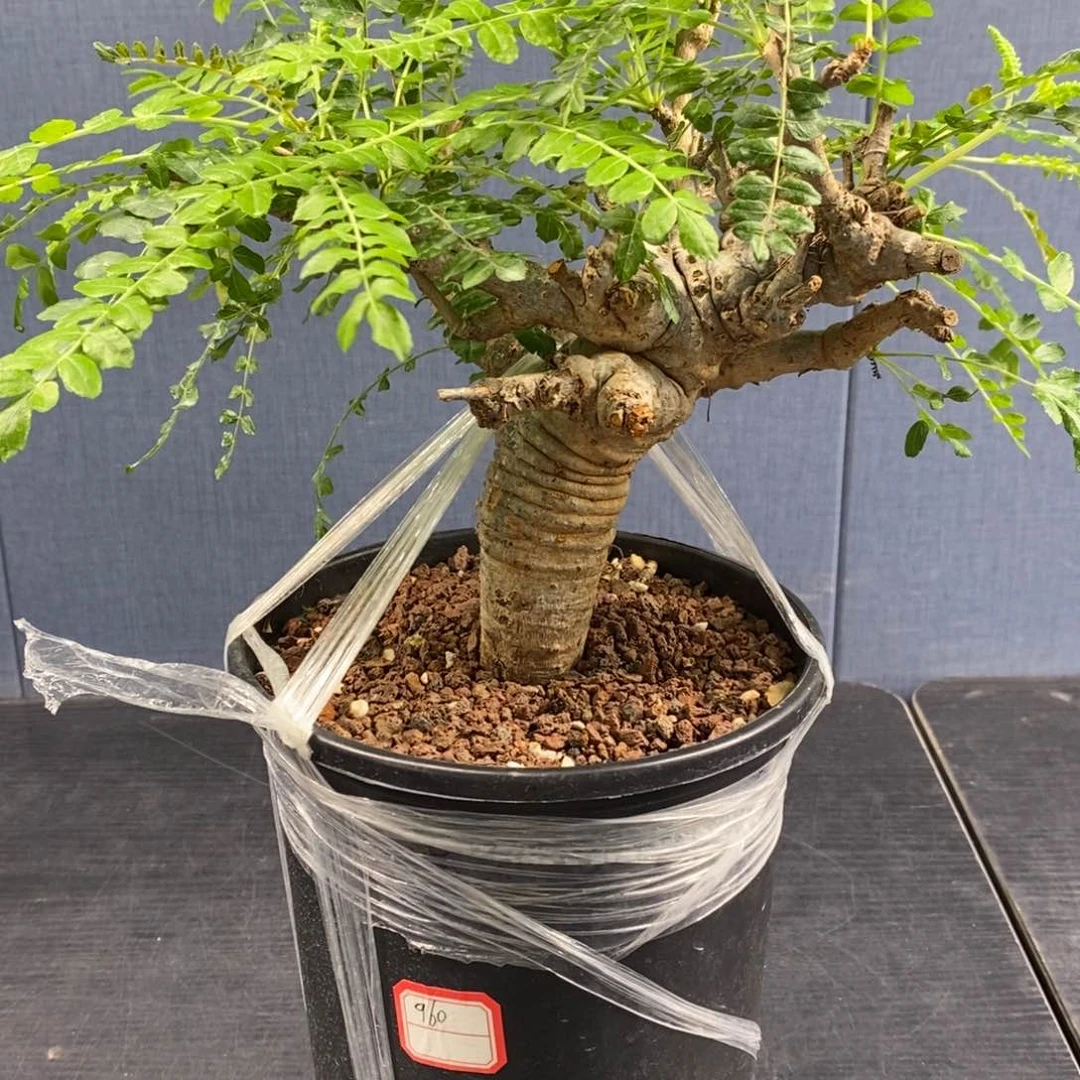 尼勒达乳香产地熟桩