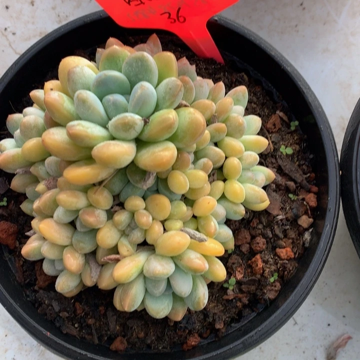 低头族和欧7272737