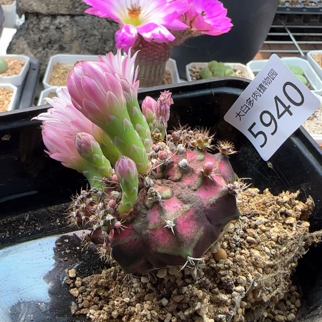 5940 大白多肉植物园