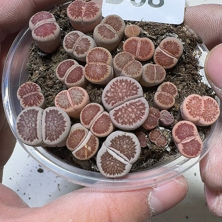 68 多肉植物多肉植物