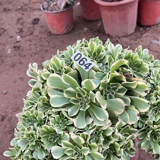 宣***宣多肉植物一个绿豆沙064