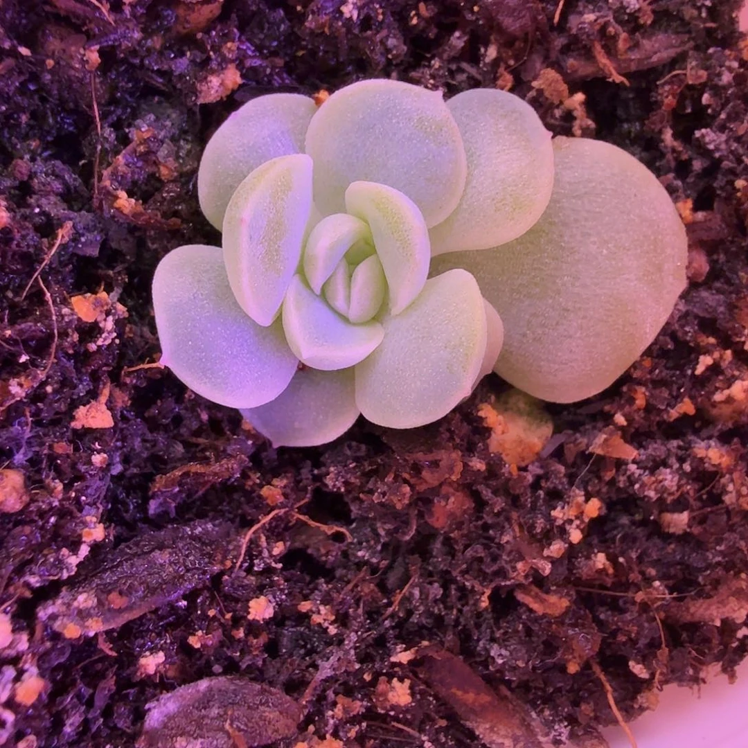 闪灵叶插苗一物一拍