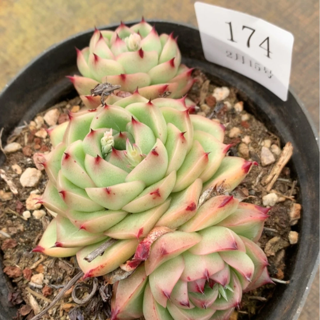 【闪购商品】云174