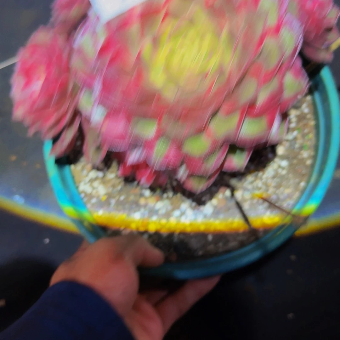 畫***.840号多肉植物黑膜