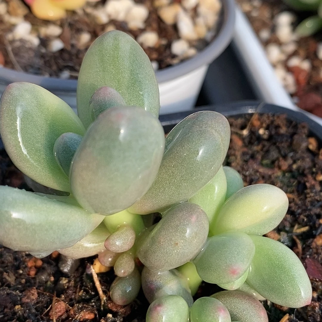 大叶奶酪锦 小方花圃一物一拍