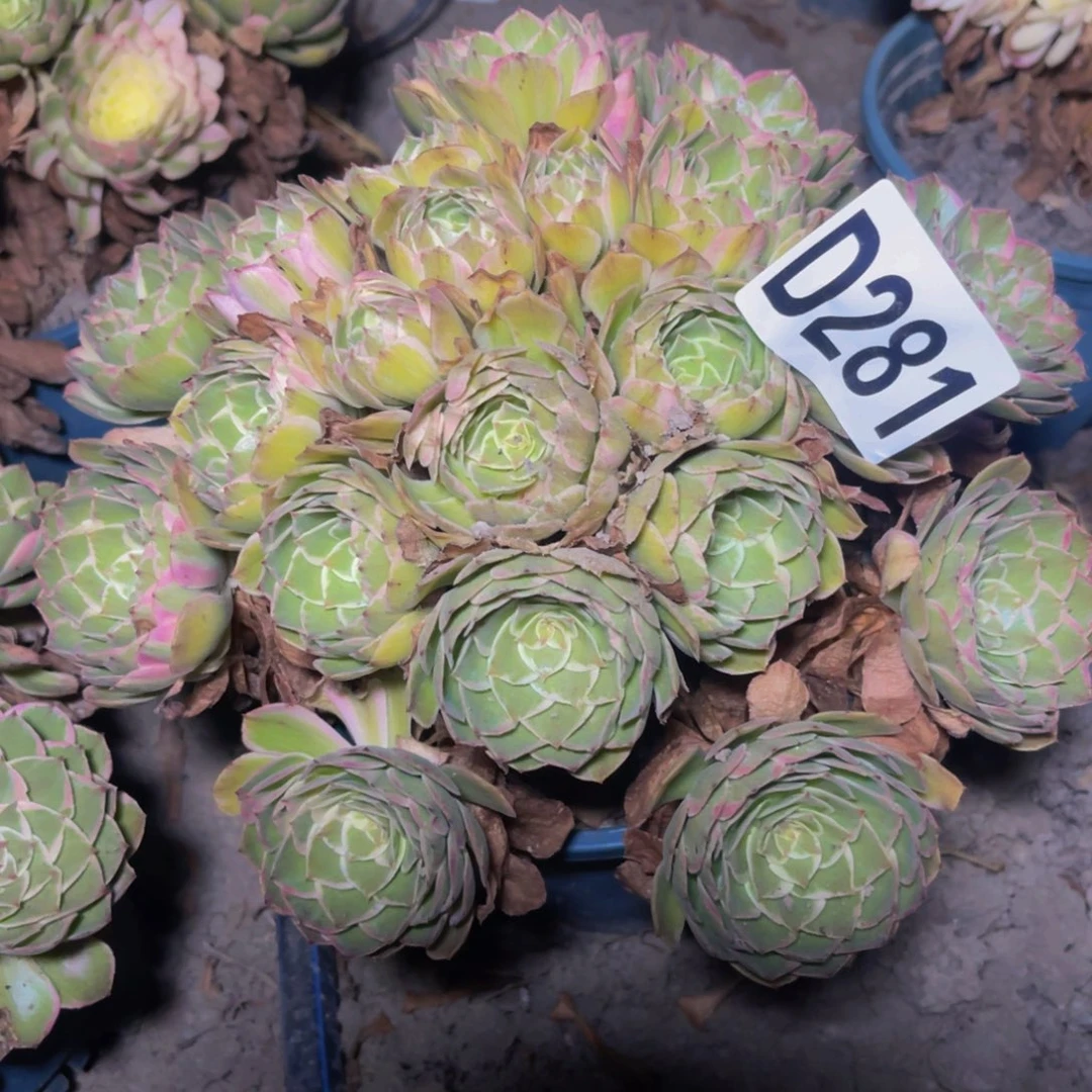 海燕法师26—35包邮