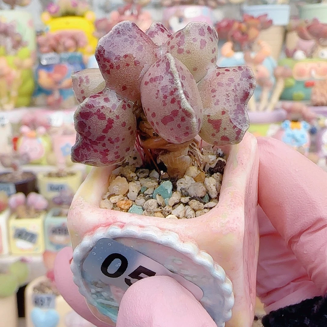 L 小树造型宽脸猫耳 盆口3cm