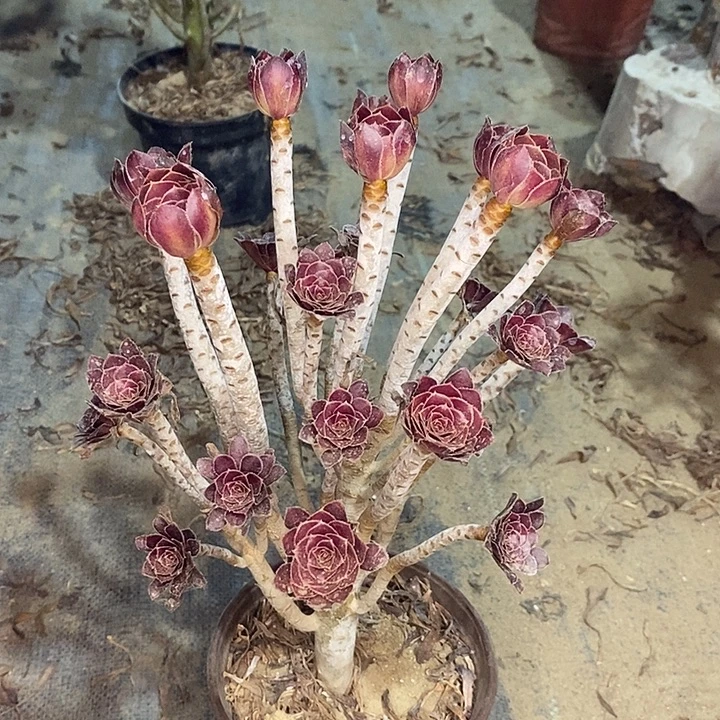 黑豆多肉植物002