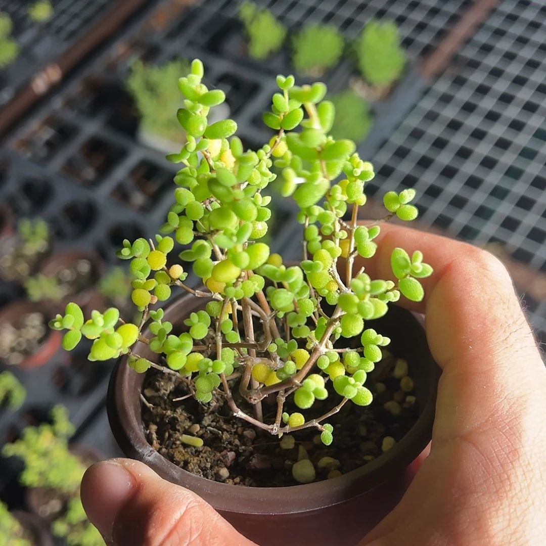 实生糖球90杯老桩福利