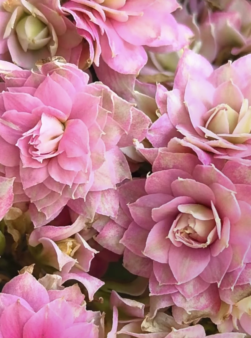 【庄周梦蝶】110盆长寿 稀有大花品种 基地直发