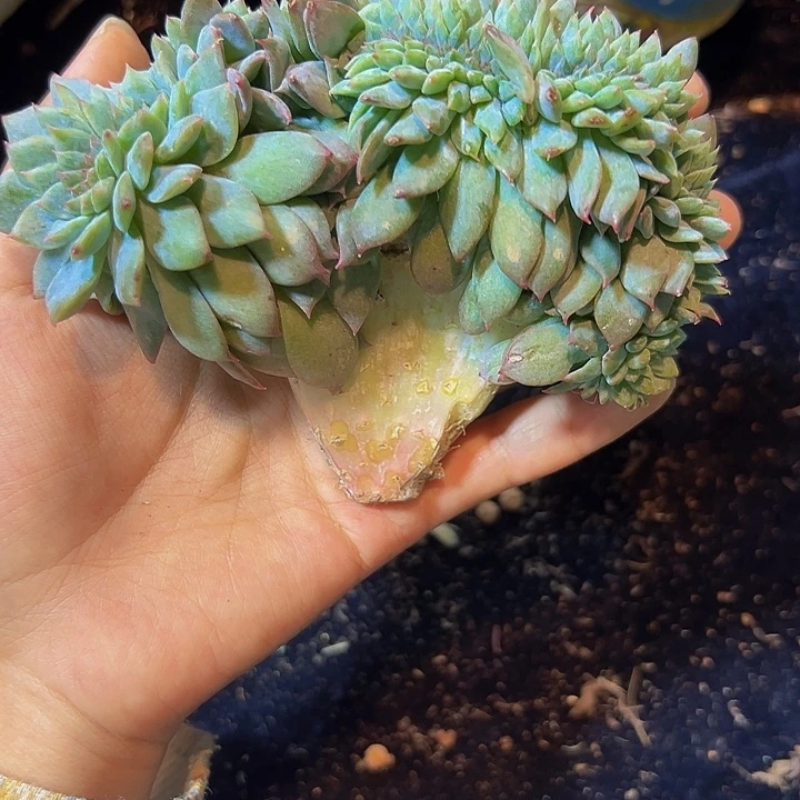 小树莓小树莓小树莓