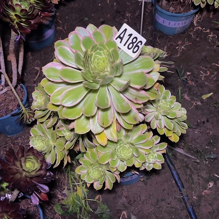 大叶法师13/13包邮法师