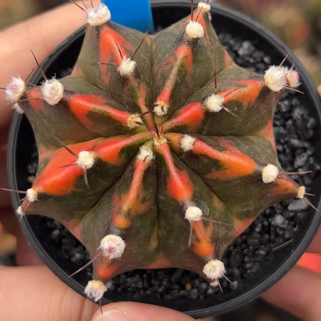 泰系侧芽高绒豪臀米哈锦131