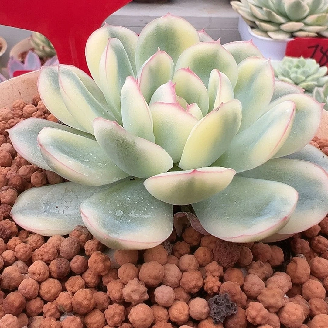 713号草莓冰锦多肉