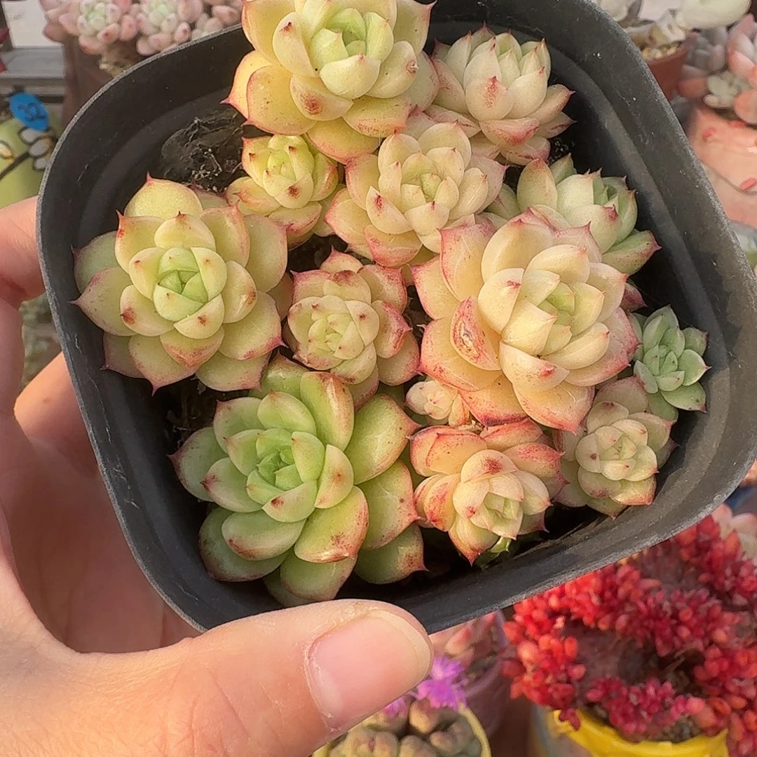 西施麦秆不包整 脱土