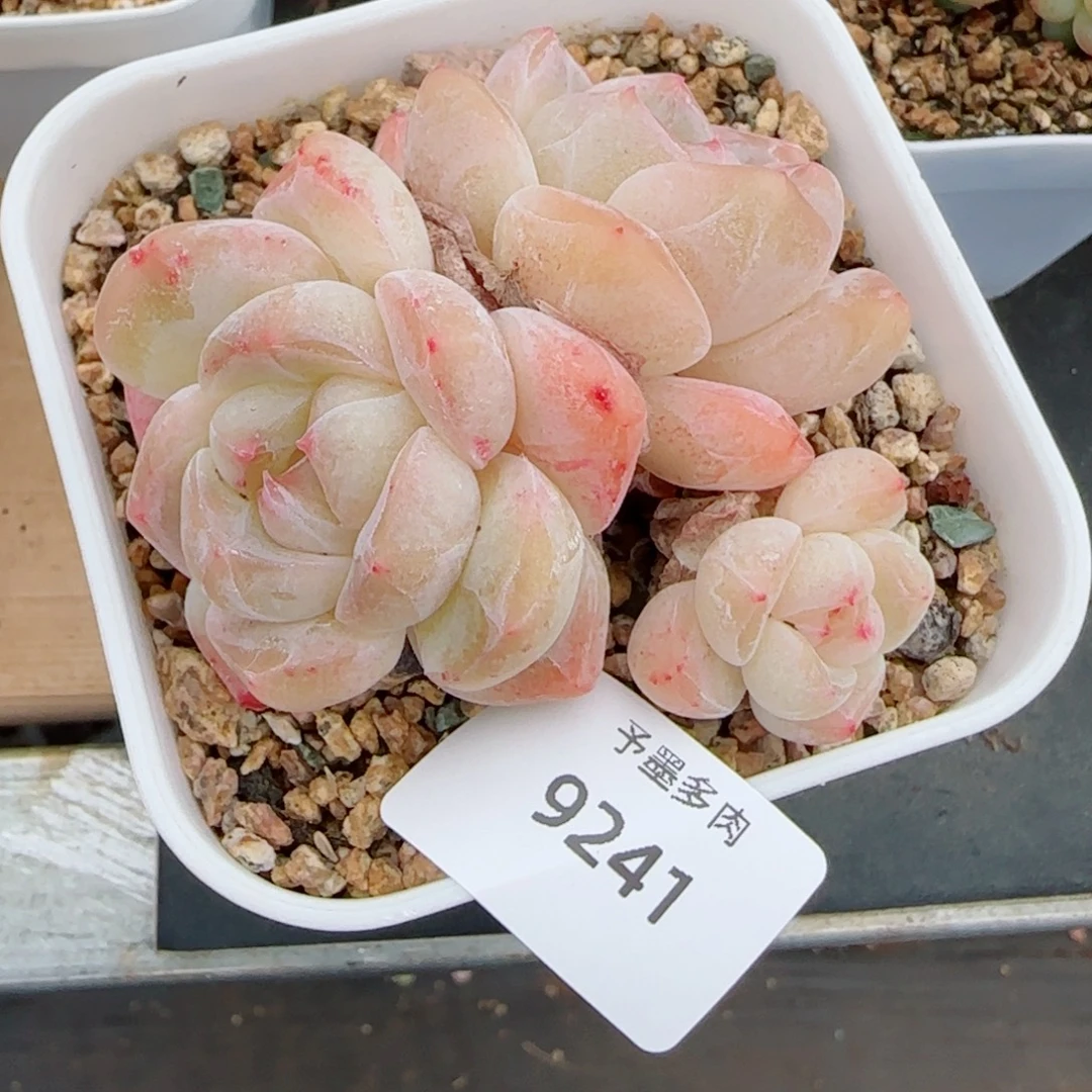 太妃糖，9241多肉植物