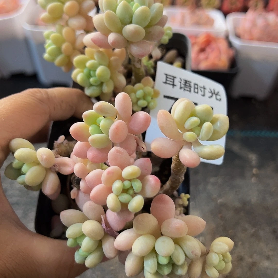 751，鱼子酱，脱土发货，一单两颗