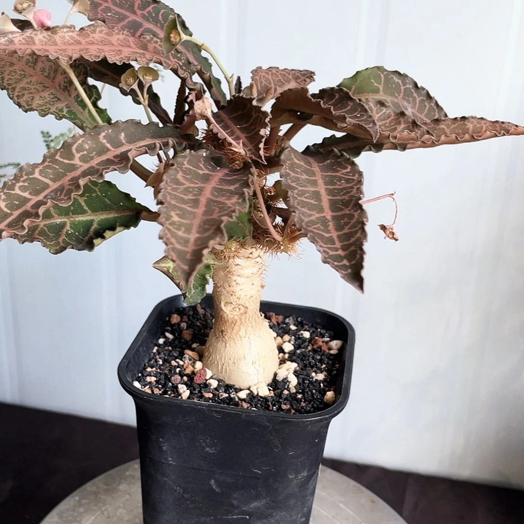 彩叶麒麟66666666666