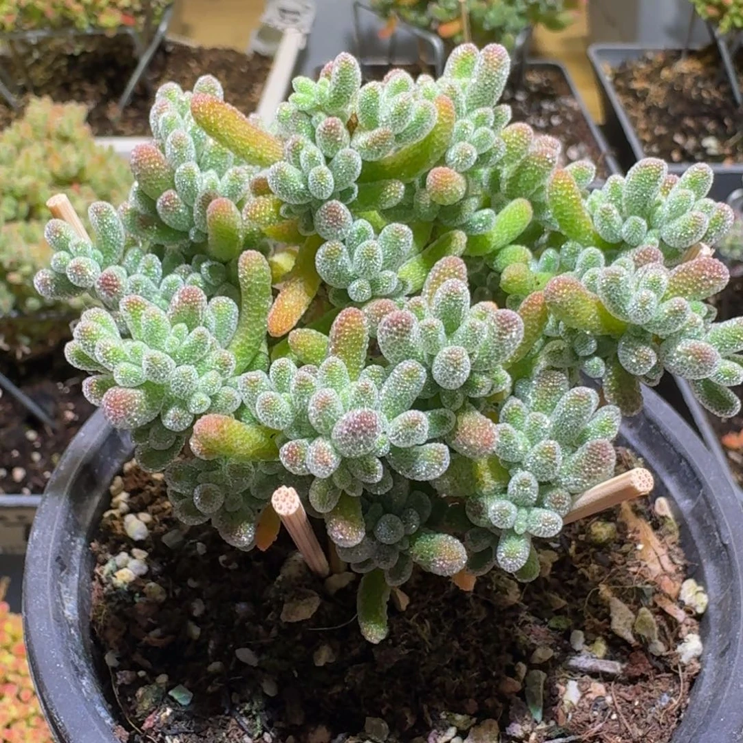 冰晶枝干番杏960福利