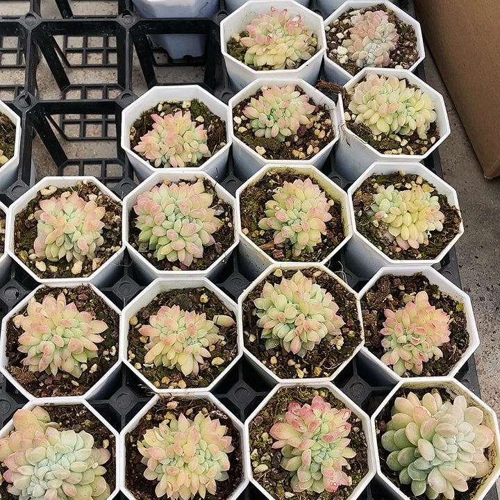 冰玉杂缀化18一盆88888