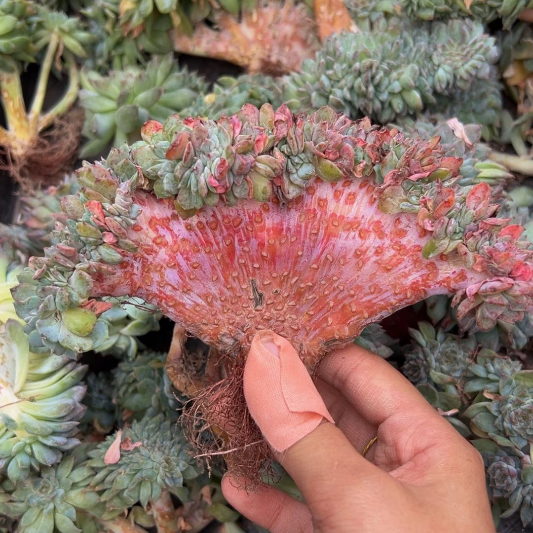 奶茶杂缀 天天开心