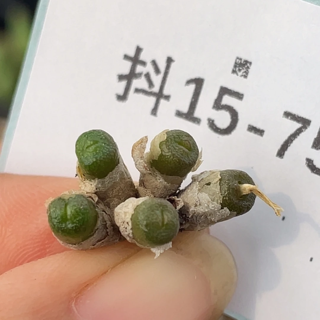 15-75方糖多肉植物