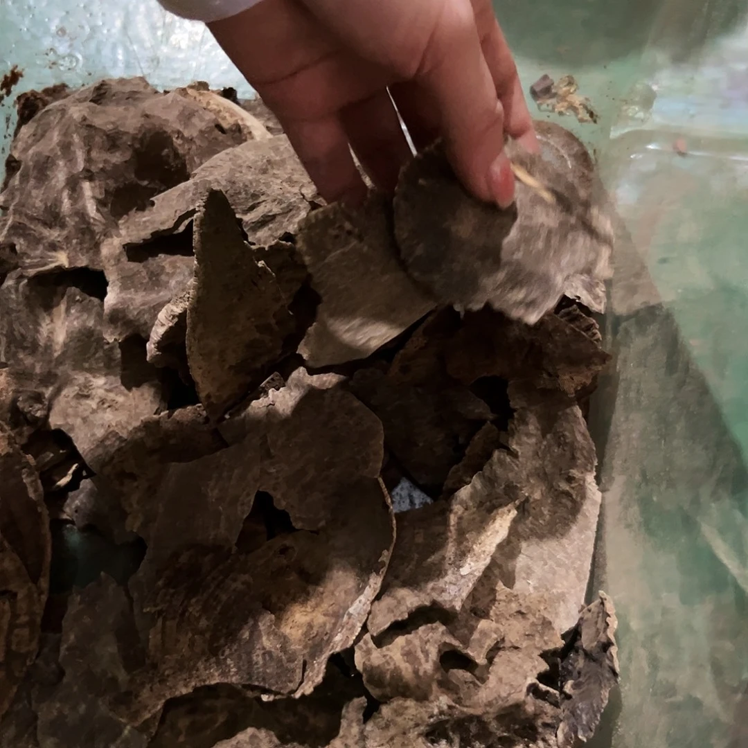 海南老顶版头10克。