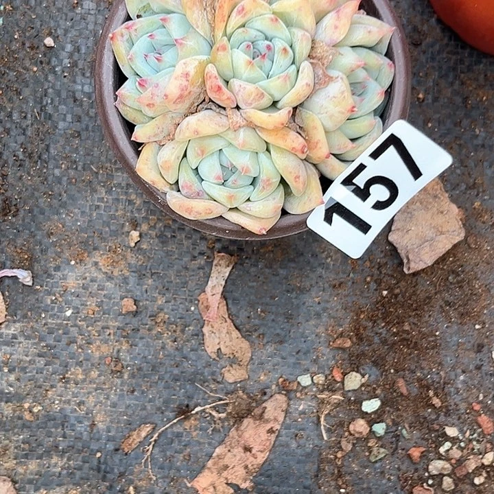 Z****多肉植物一物一拍