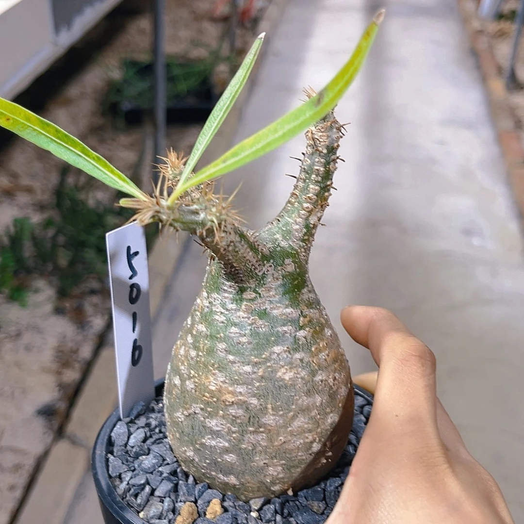 潮流植物象牙宫捡漏价
