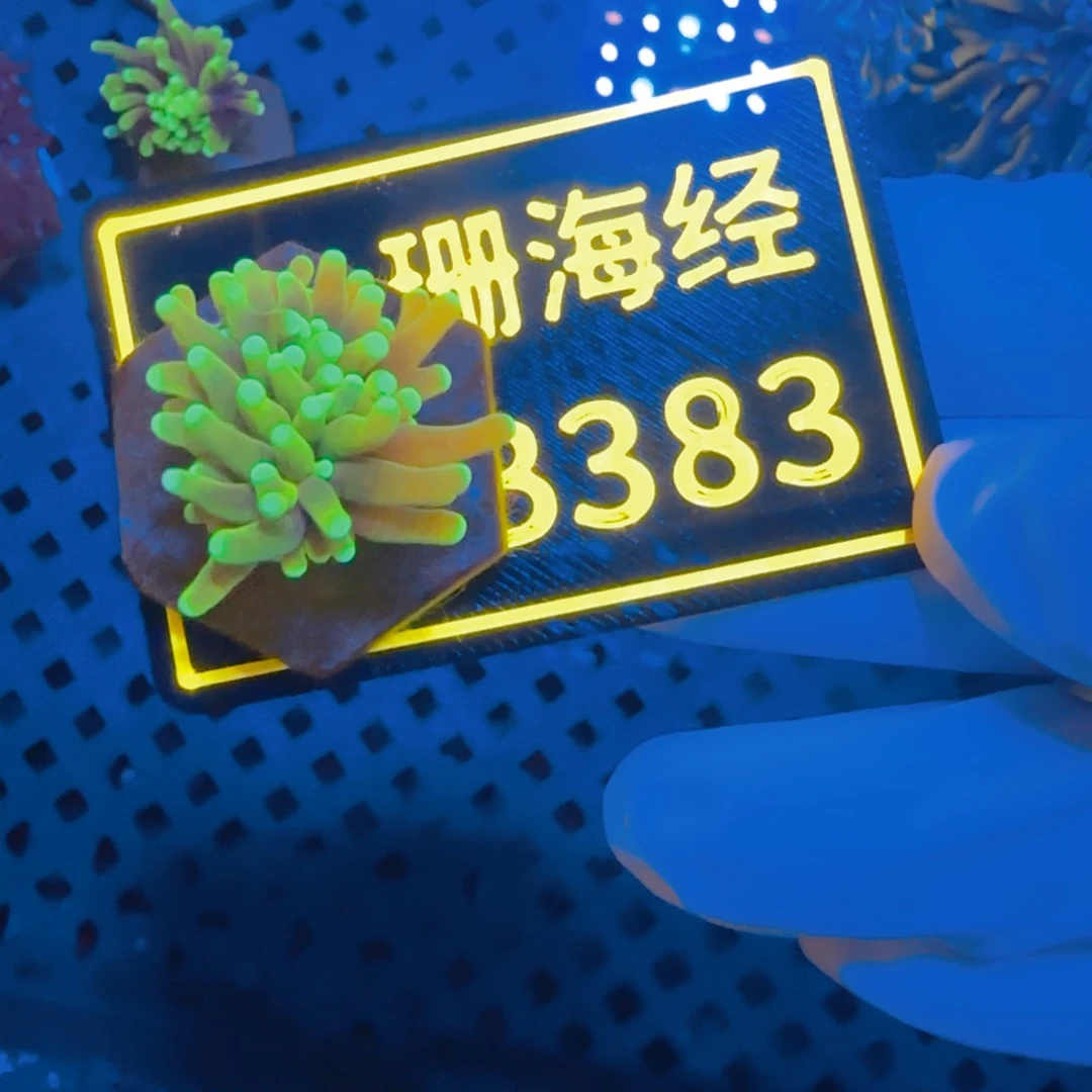 忧***驴纽扣珊瑚晓晓不包邮无包肉龙魂金B383