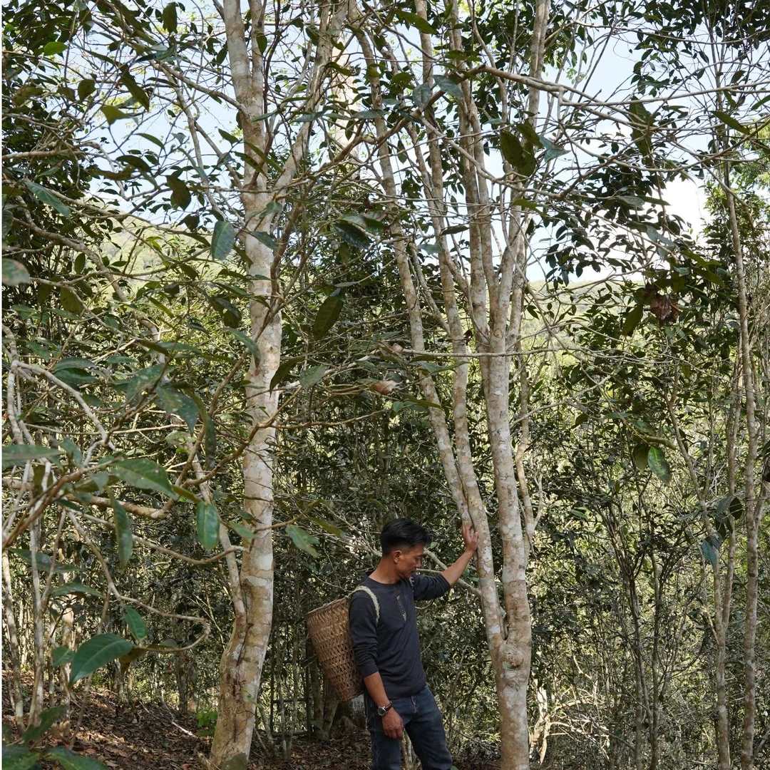 2025年 百花潭高杆古树 头春头采 普洱生茶100g罐装（无茶样）