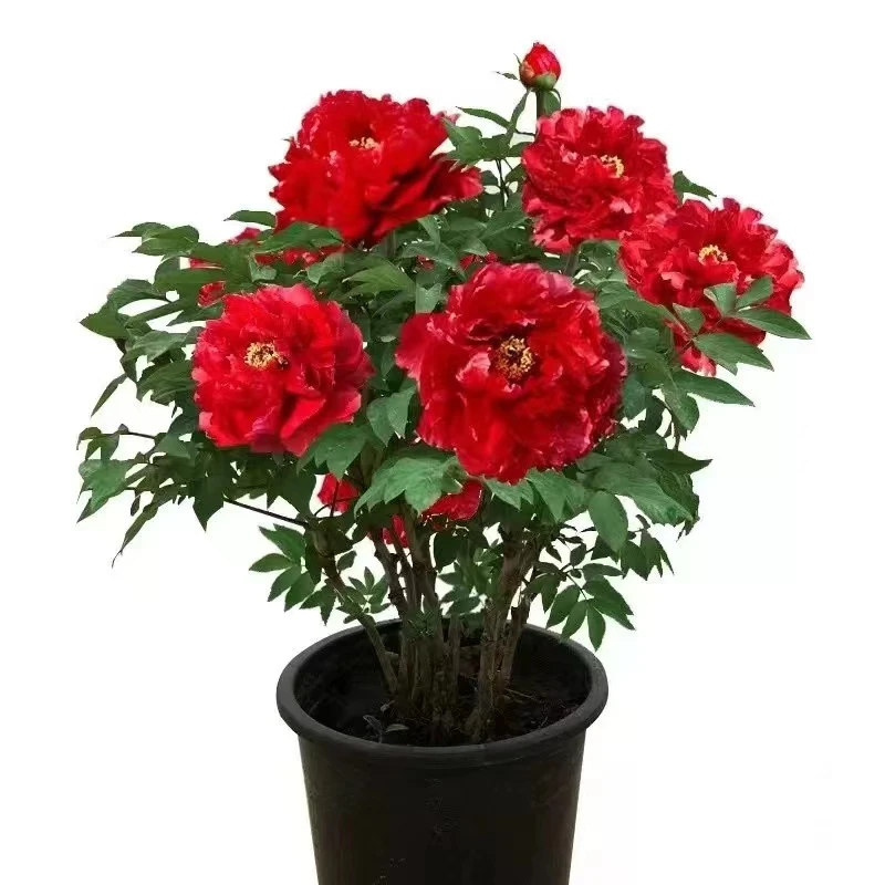 八分支 正品洛阳耐寒牡丹花盆栽地栽当年开花
