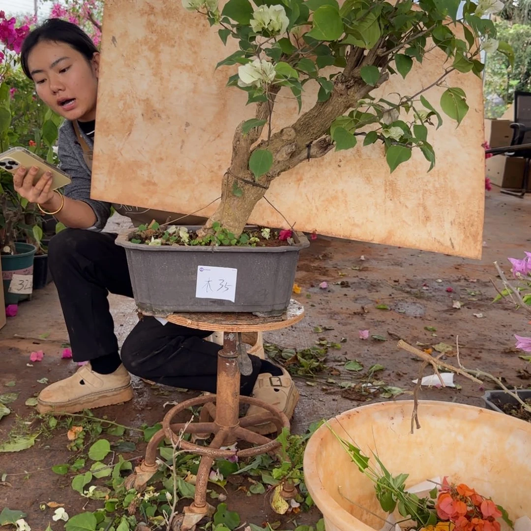 宝***球大部分花苞少量开放绿樱 木35