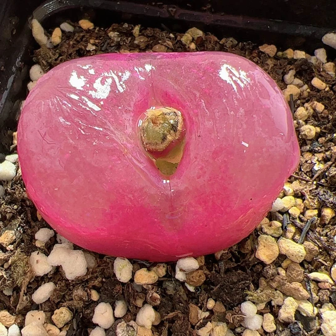 【闪购商品】205 大毛