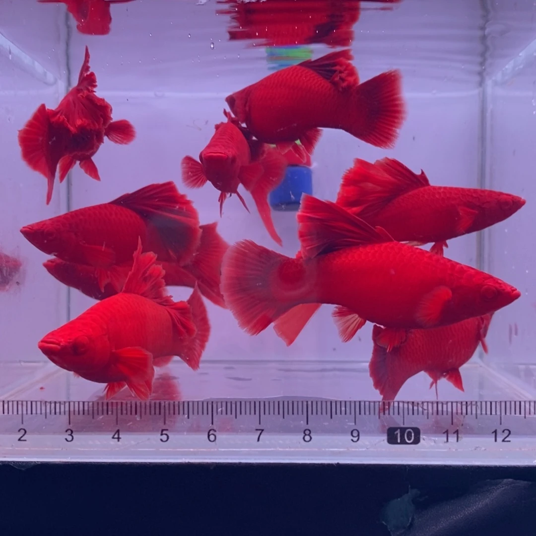 ****.海水鱼清缸瑕疵红剑成鱼7条送3条