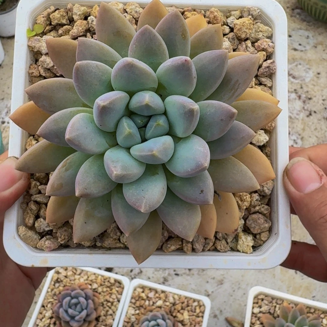 奶糖 单头 一物一拍
