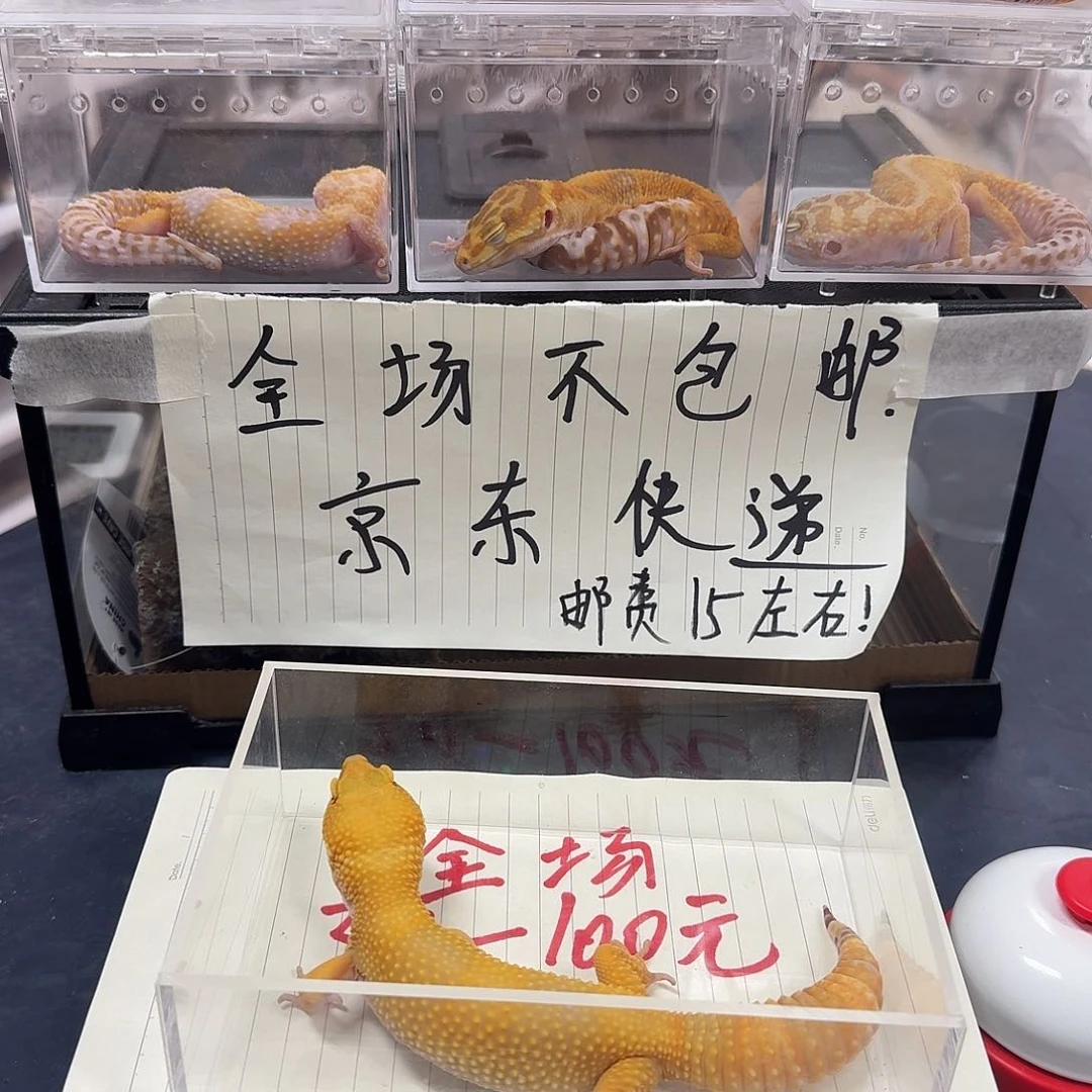 豹纹守宫好的就放假粉嫩呢